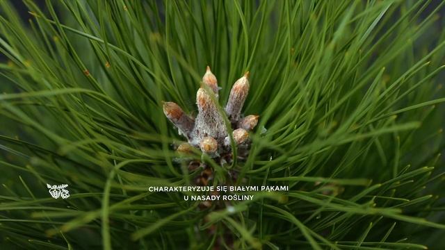 GREEN TOWER - sosna czarna (Pinus nigra 'Green Tower') - sosna na żywopłot смотреть онлайн