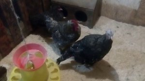 Совместное содержание кур и индюков. На что обратить внимание.