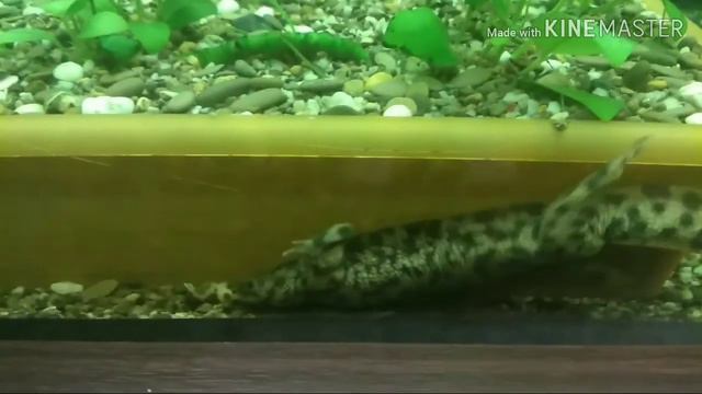 Мой Тритончик (на французском) смотреть онлайн