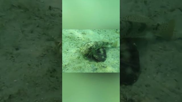 Морской Петух полурак, полусом смотреть онлайн