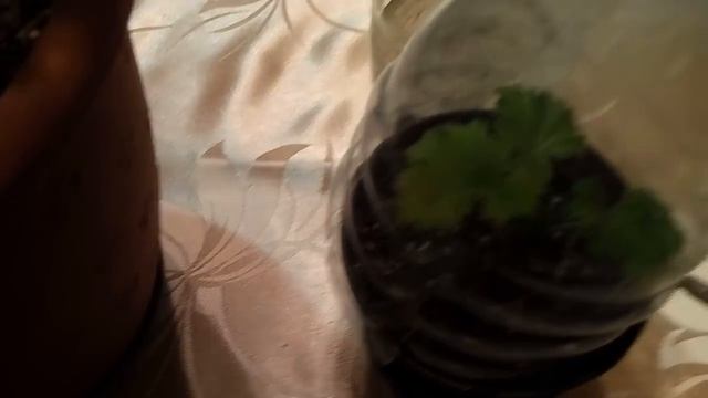 как размножить "Королевскую пеларгонию" черенками. смотреть онлайн