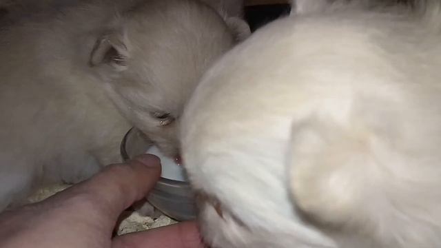 25 дней щенку шпица Spitz puppies from kennel / white pomeranian available for sale смотреть онлайн