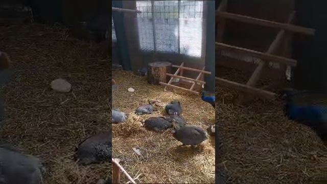 Московский зоопарк