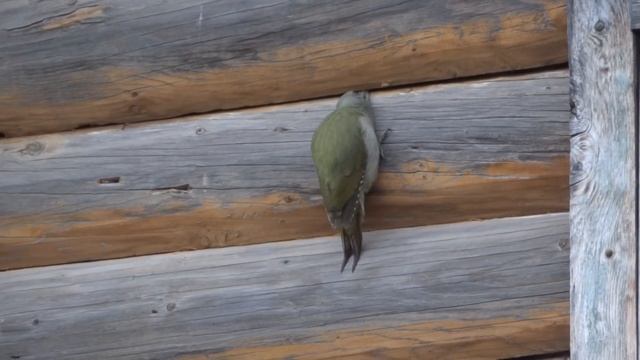 дятел зелёный седоголовый смотреть онлайн