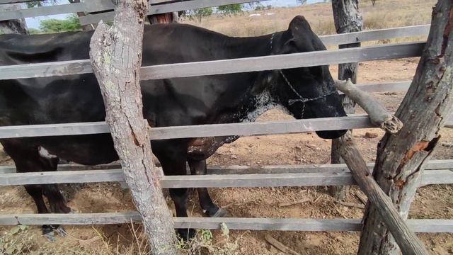 COMO TRATAR A TRISTEZA BOVINA смотреть онлайн