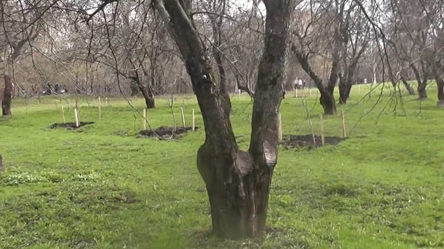 Весна 2016. До цветения 11. смотреть онлайн