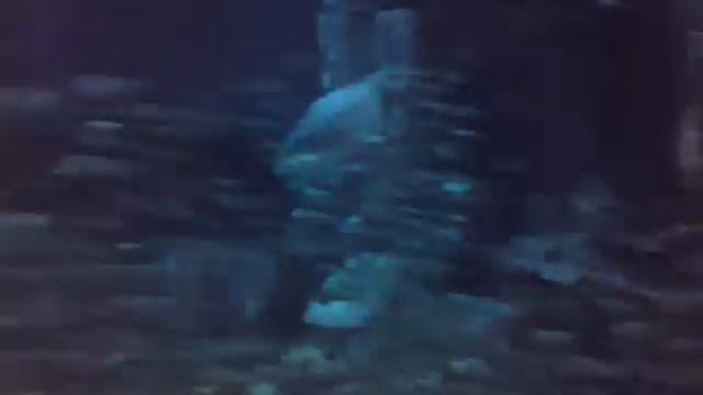 Aquarium in Dubai смотреть онлайн