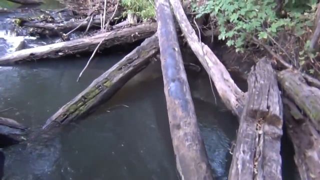 ВЫШЕЛ ИЗ ЛЕСА И НАЧАЛ ЛЕПИТЬ ДАЛЬШЕ . смотреть онлайн