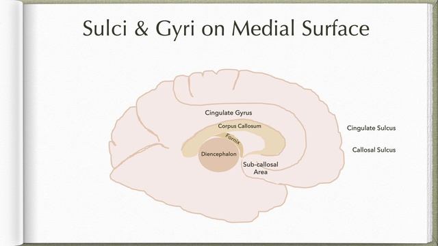 Neuroanatomy with Chimmalgi смотреть онлайн