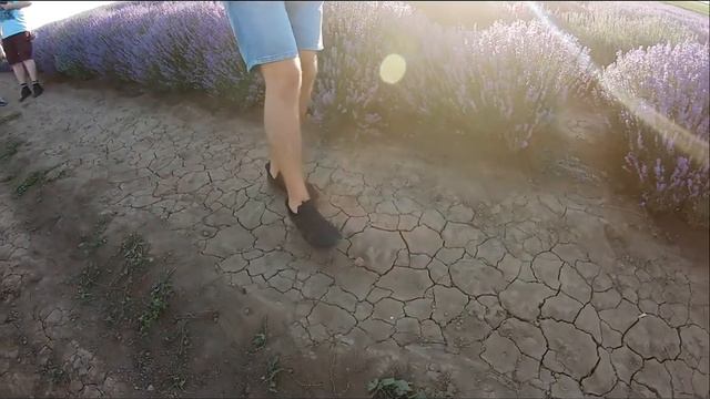 Photo session in Lavender Field смотреть онлайн