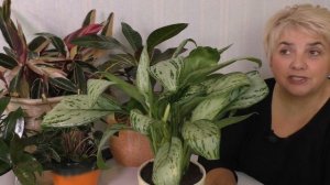АГЛАОНЕМА. УХОД И СОДЕРЖАНИЕ. Мои цветы. Мой опыт.