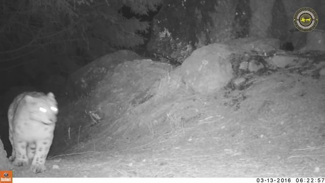 Снежный барс 2 смотреть онлайн