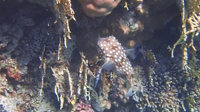 Желтопятнистый циклихт (короткошипая рыба-еж). Red Sea Egypt смотреть онлайн