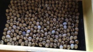 Инкубация перепелиных яиц в инкубаторе Золушка 98. Режим инкубации перепелиных яиц.