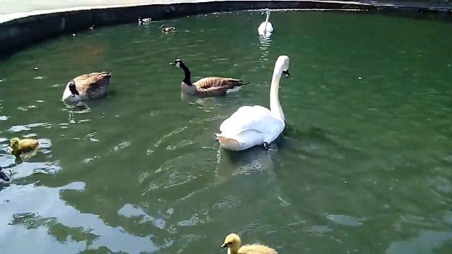 277. Англия// Мои любимые животные // Новые гусята на пруду смотреть онлайн