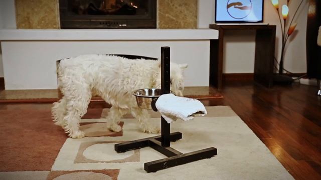 Как научить собаку вытирать морду после питья. Intro. смотреть онлайн