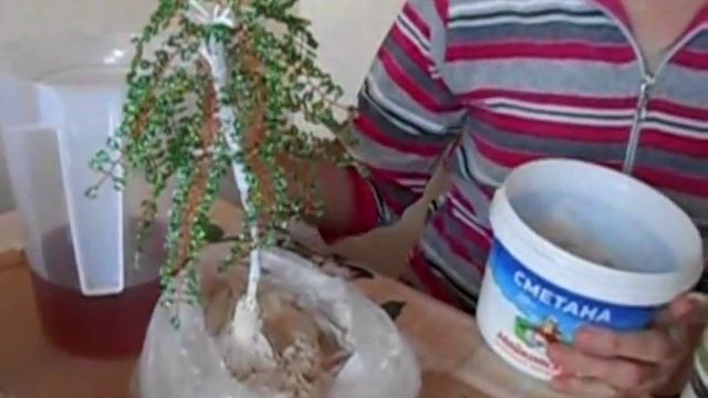 Мастер-класс. Береза из бисера. смотреть онлайн