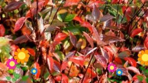 Дерен белый Кэсэлринги. Краткий обзор, описание характеристик cornus alba Kesselringii