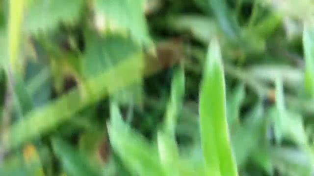 Common Bugloss (Anchusa Officinalis) / Alkanet - 2012-06-12