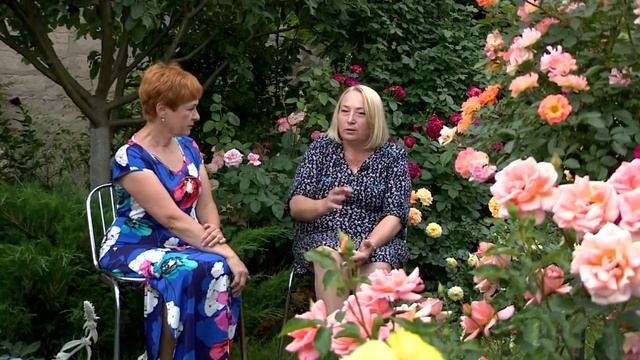 Видео о том, как выращивать розы! Сад роз Галины Баскаковой, советы по выращиванию роз! смотреть онлайн