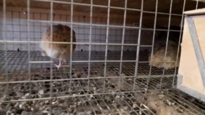 13 апреля 2020 г. Перепела породы фараон в 2 месяца