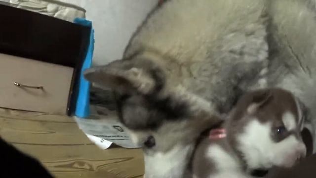 3 недели малышам.Первое прикармливание хасят!!! смотреть онлайн