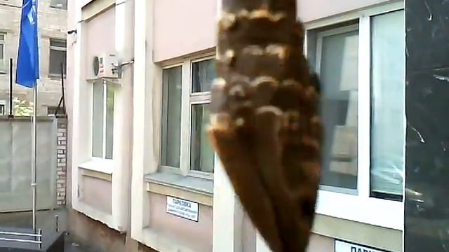 Блесна смотреть онлайн