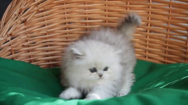 котенок персидской шиншиллы смотреть онлайн