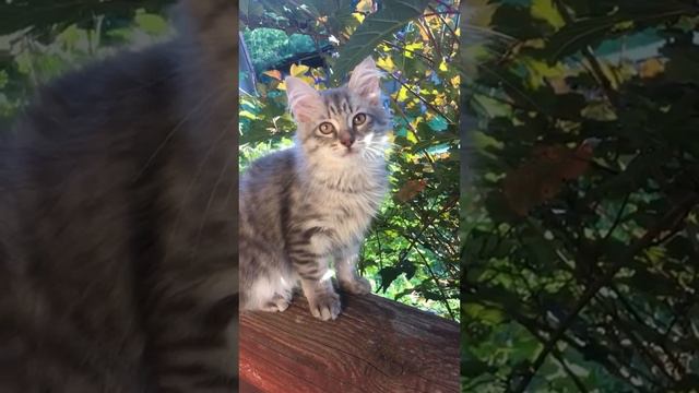 Сибирский кот Баюн, ждёт тебя) смотреть онлайн