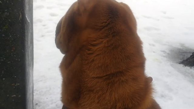 Отличие китайский Шар-Пей от других пород собак 2018 Difference Shar-Pei from other breeds of dogs смотреть онлайн
