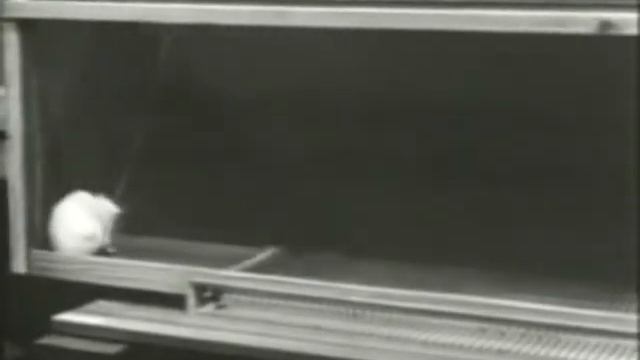 Olds Experiment