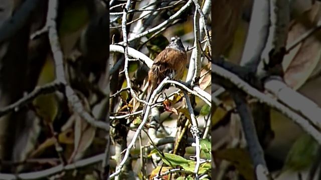 петь осенью. красноухая овсянка. #birds #birdwatching #birdlove #птицы #птица #birdsounds #birdsong