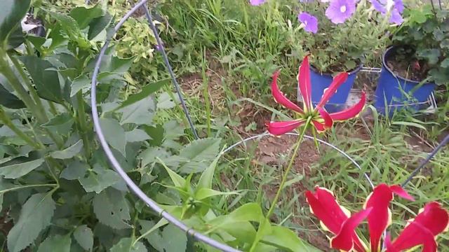 gloriosa lily blooming смотреть онлайн