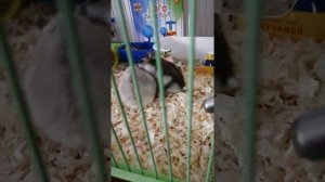 размножение хомяков (джунгариков)