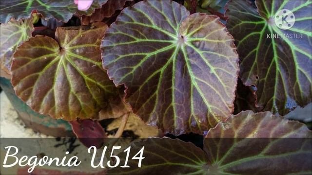 Different Varieties of Begonias 😍 смотреть онлайн