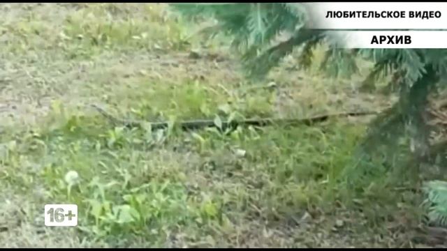 В Саяногорске активизировались змеи смотреть онлайн