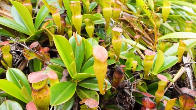 Plants that eat bugs ? SEYCHELLES ~ Mahe island ??? carnivorous pitcher plants (nepenthes pervillei смотреть онлайн