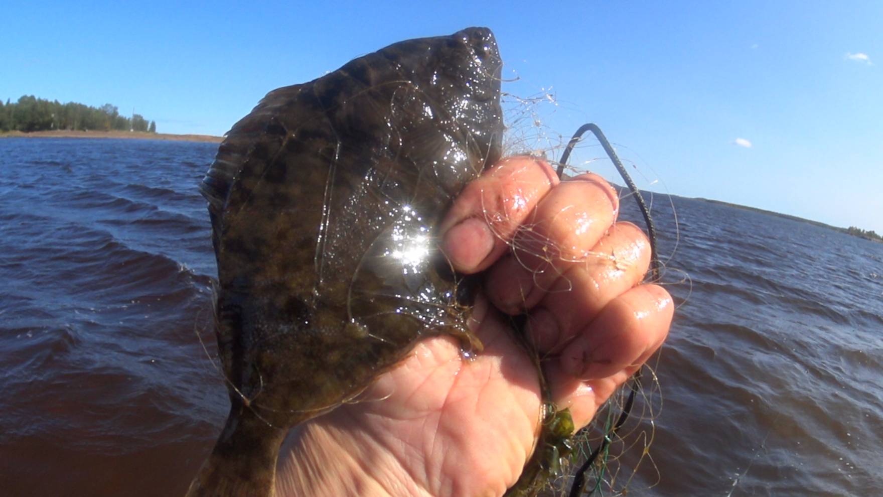 Камбала покатилась с водой из ям!!!Хватаю сеткой! смотреть онлайн