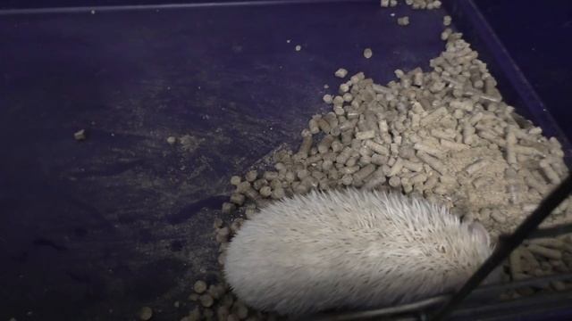 У нас новый Питомец Африканский ЁЖИК Первый День / Галчата тв