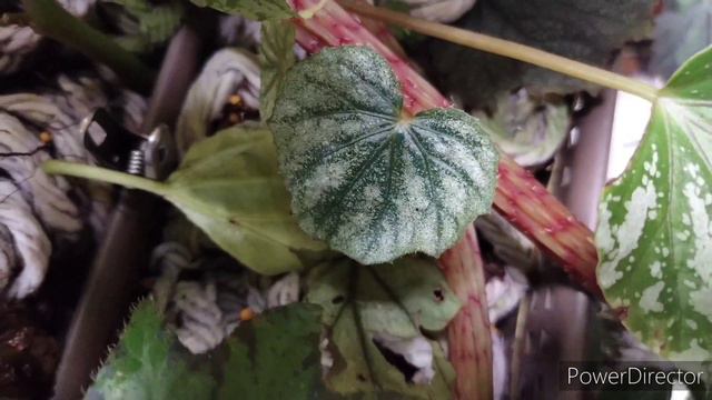 Rex Begonia : Growing Special Method Hydroponic Style - Update 1 Year (100% Success Rate) смотреть онлайн