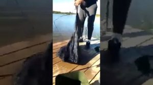 Карпфишинг в ДУРЫКИНО. Улов карпа на платной рыбалке в Подмосковье / Рыбалка в ДУРЫКИНО