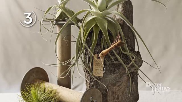 5 Stunning Air Plant Ideas смотреть онлайн