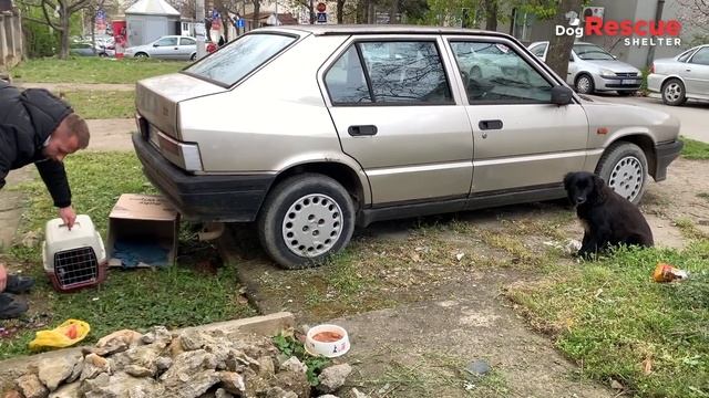 Stray Mama Dog Bundles Up In A Box With Her Puppies To Keep Them Warm | Dog Rescue Shelter смотреть онлайн