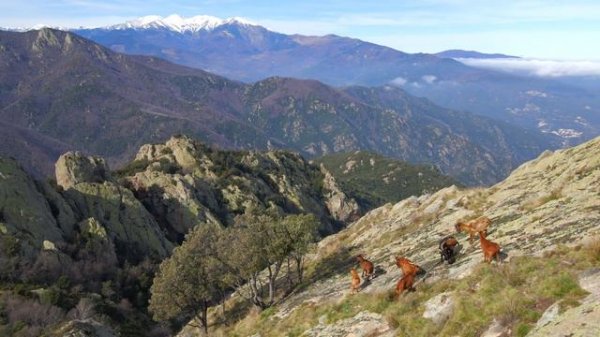 PYRENEES IBEX 4K – The rare Iberian Ibex from above in the mountain range bordering France & Spain-
