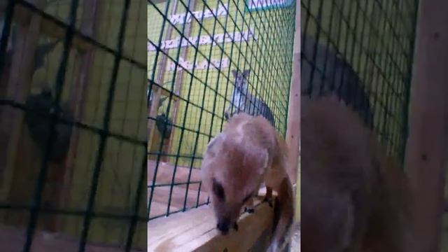 Жёлтый мангуст смотреть онлайн