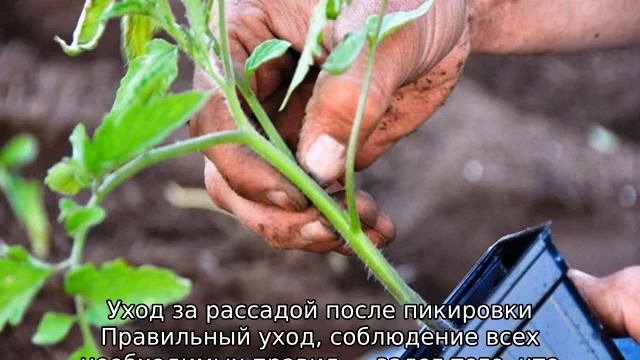 Когда высаживать томаты в теплицу на Урале смотреть онлайн