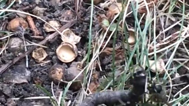 Оса против червяка смотреть онлайн