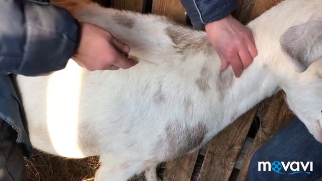 Такого вам больше никто не покажет// Учимся ставить уколы козе