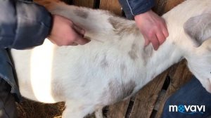 Такого вам больше никто не покажет// Учимся ставить уколы козе