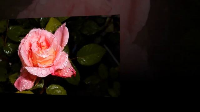 Сергей Чекалин. Розы смотреть онлайн